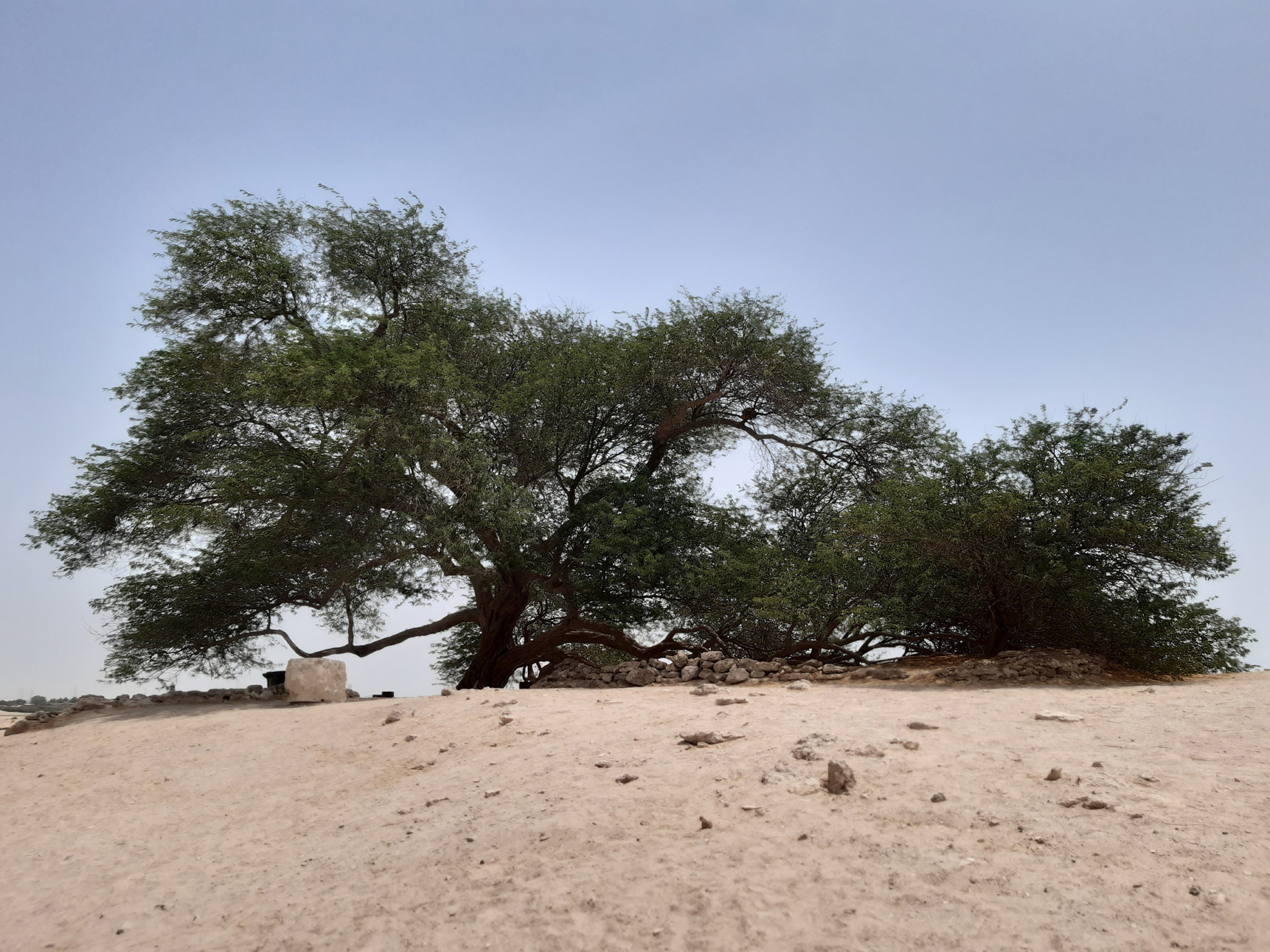 Tree of Life